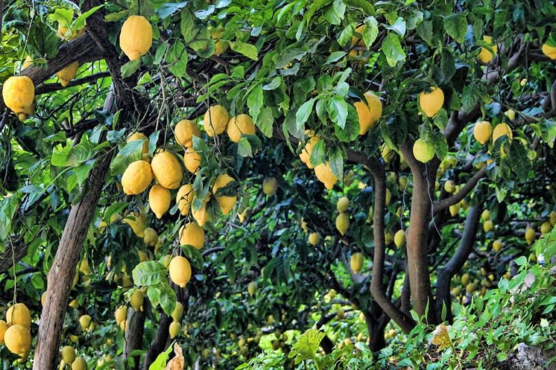 jardin méditerranéen